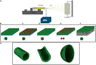 Electrospinning: Application and Prospects for Urologic Tissue Engineering